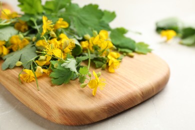 Photo of Celandine with beautiful yellow flowers on grey table, closeup