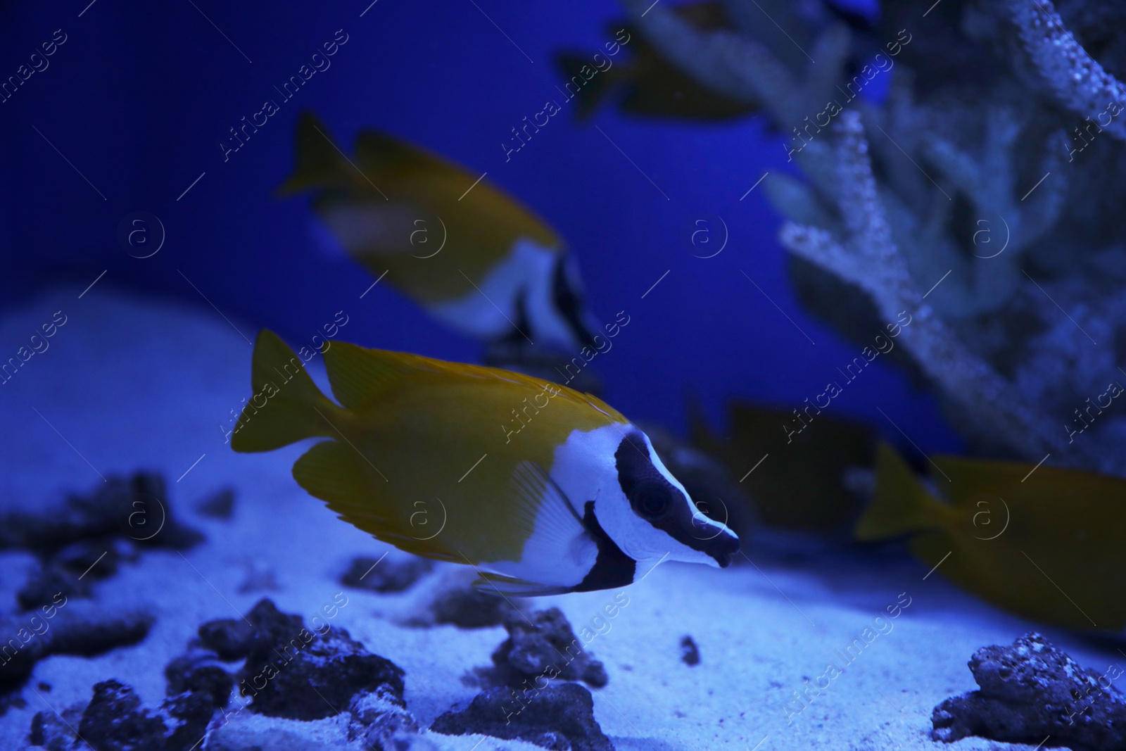 Photo of Beautiful yellow longnose butterfly fish in clear toned blue aquarium