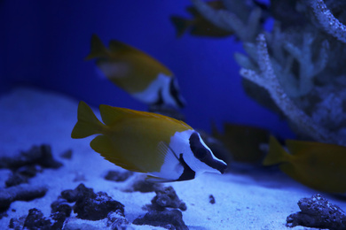 Beautiful yellow longnose butterfly fish in clear toned blue aquarium