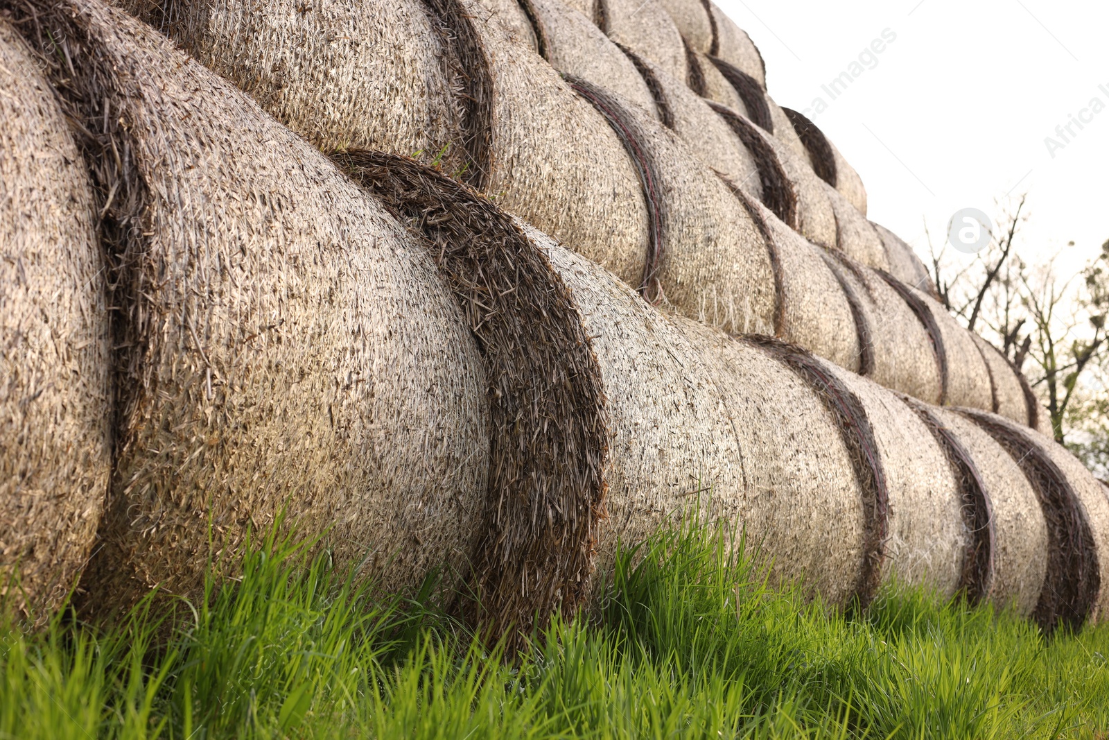 Photo of Many hay bales on green grass outdoors