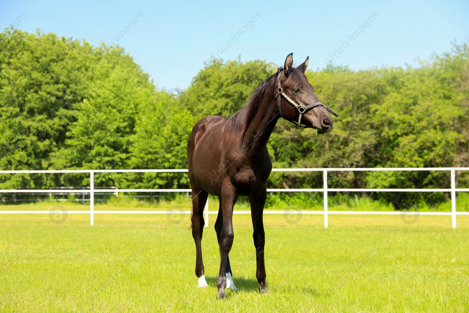 Photo of Dark bay horse in paddock on sunny day. Beautiful pet