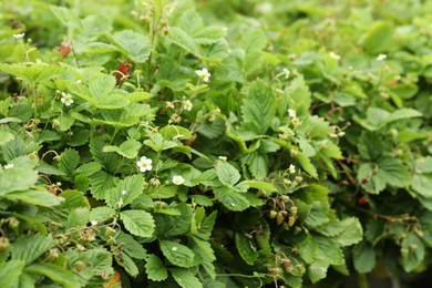 Photo of Wild strawberry bushes with berries growing outdoors