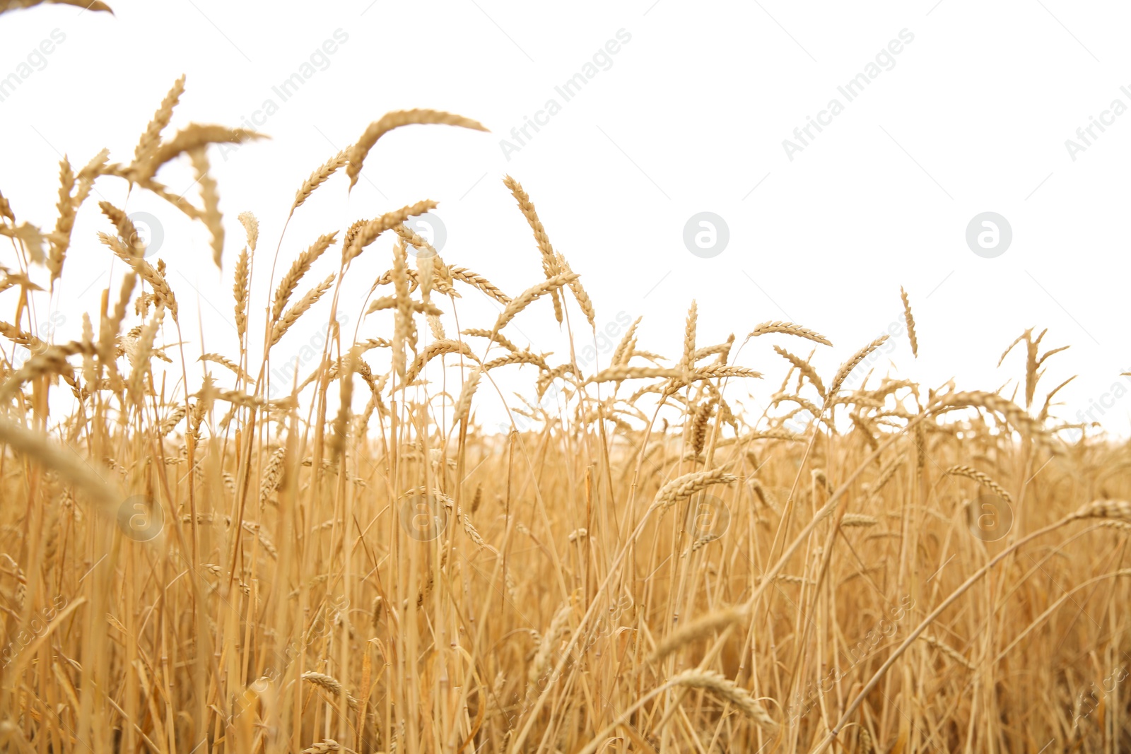 Photo of Wheat grain field on sunny day. Cereal farming