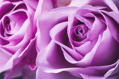 Image of Beautiful fresh roses as background, closeup view. Floral decor