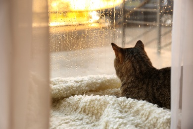 Photo of Cute tabby cat near window at home on rainy day. Space for text