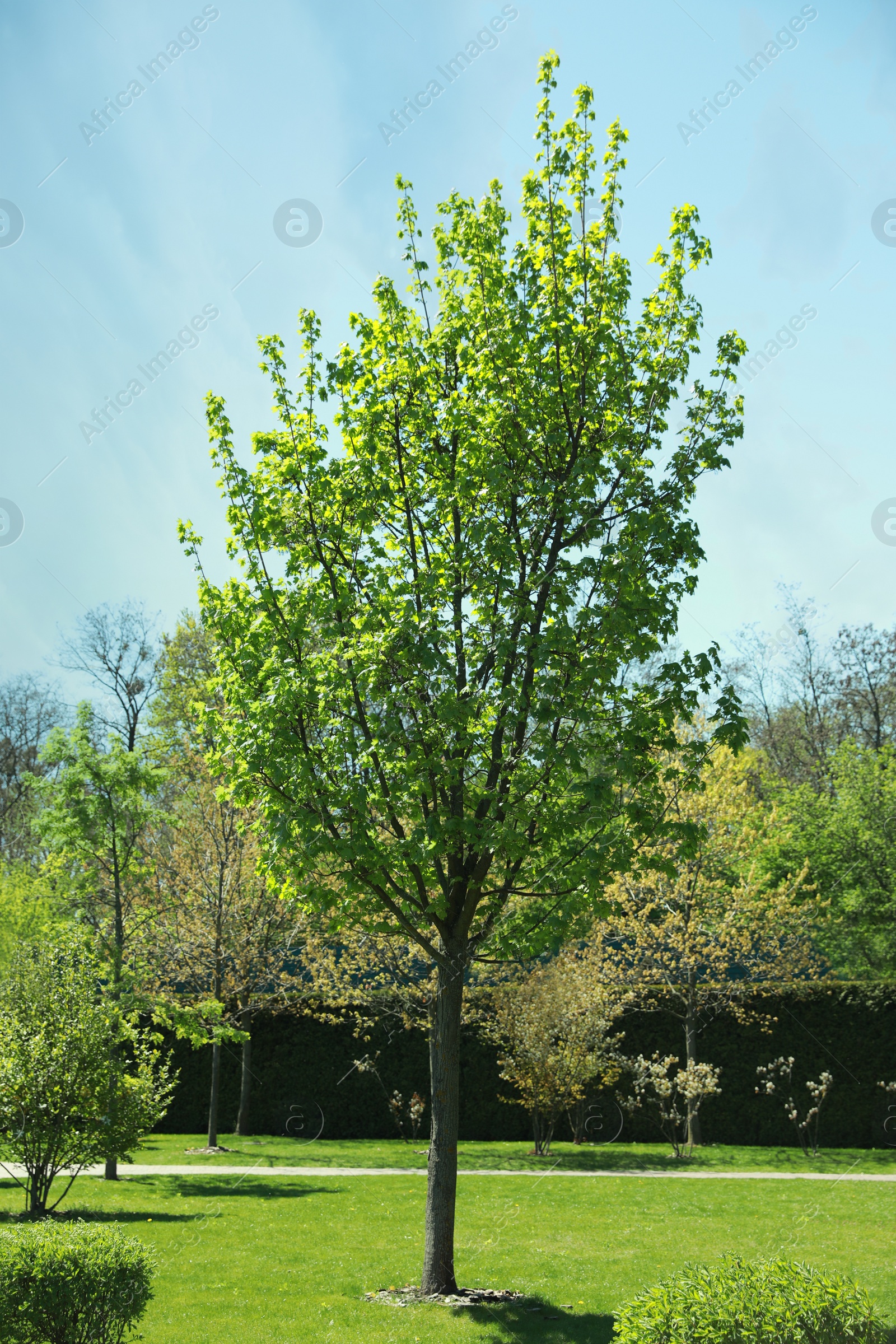 Photo of Beautiful tree with green leaves in park on sunny day
