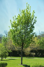 Beautiful tree with green leaves in park on sunny day