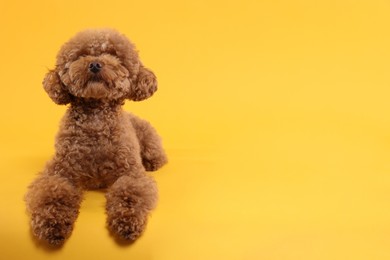 Photo of Cute Maltipoo dog on orange background, space for text. Lovely pet