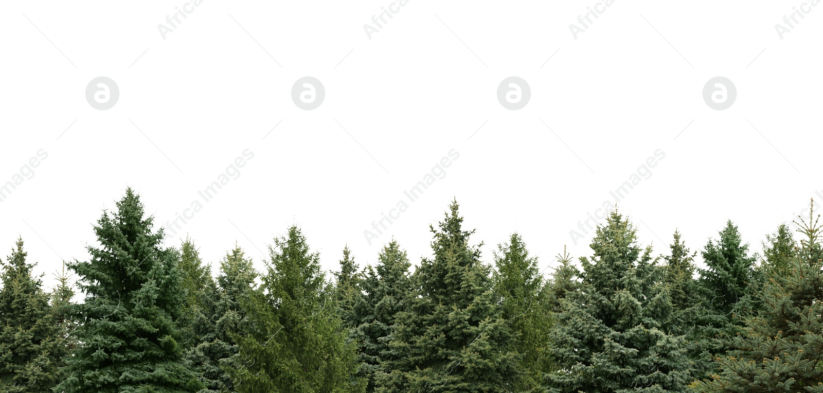 Image of Many different coniferous trees on white background