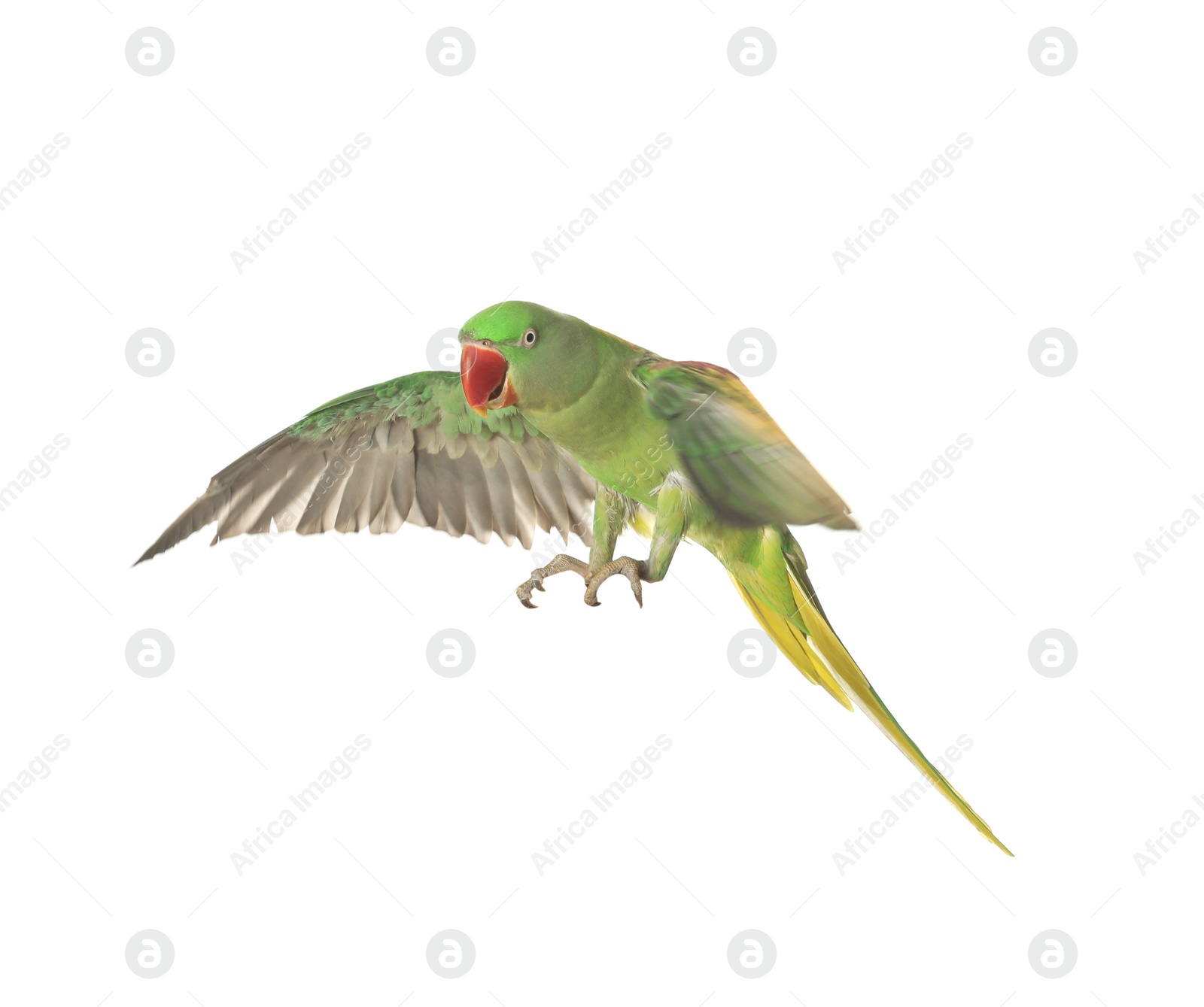 Photo of Beautiful Alexandrine parakeet flying isolated on white