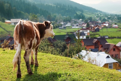 Photo of Beautiful cow on hill near small village