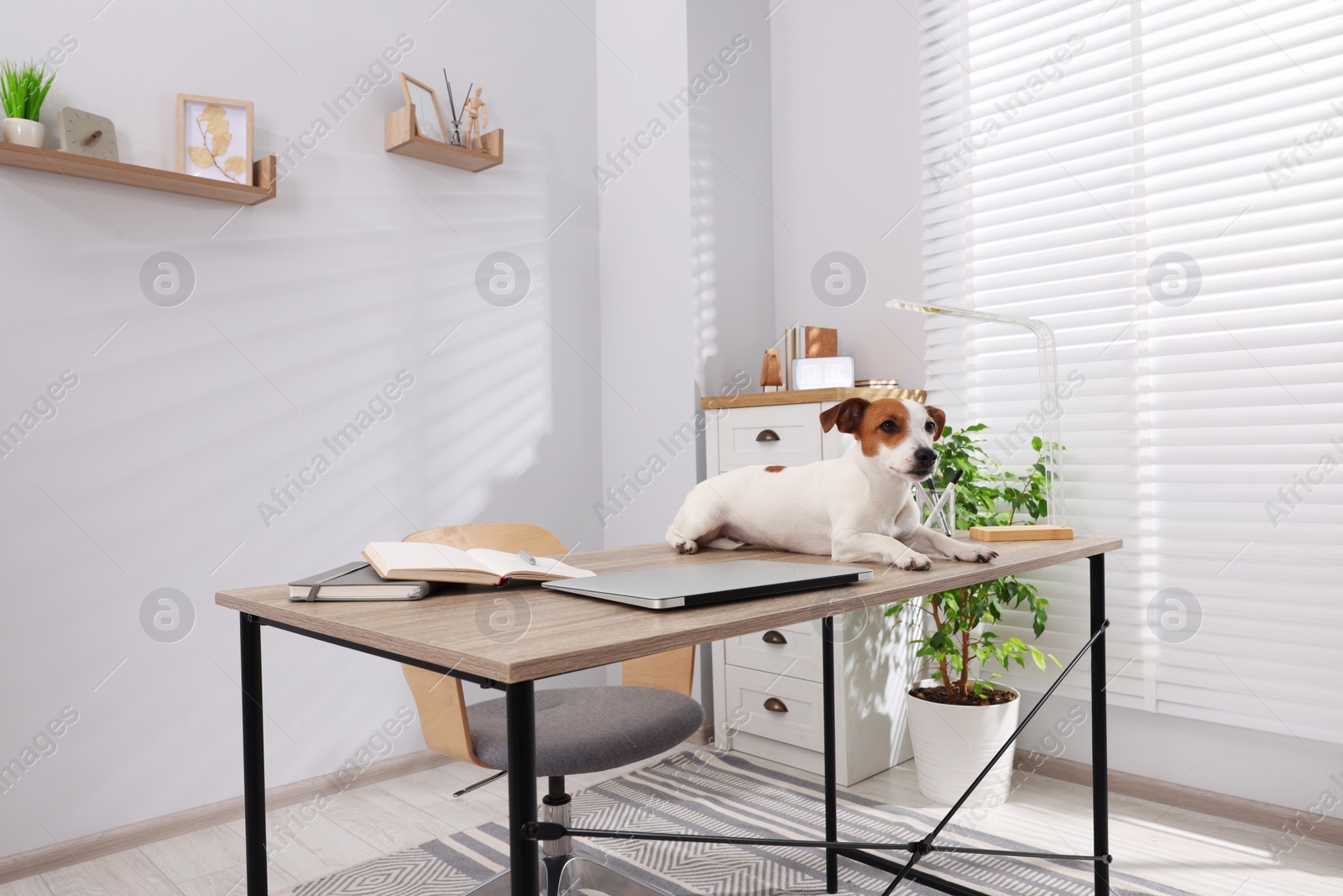 Photo of Cute Jack Russell Terrier dog on desk in home office