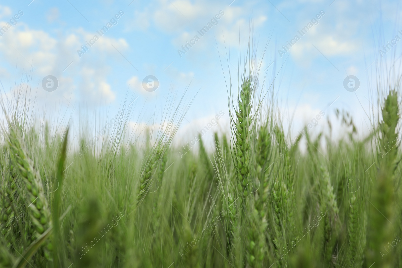 Photo of Beautiful view of field with ripening wheat, closeup