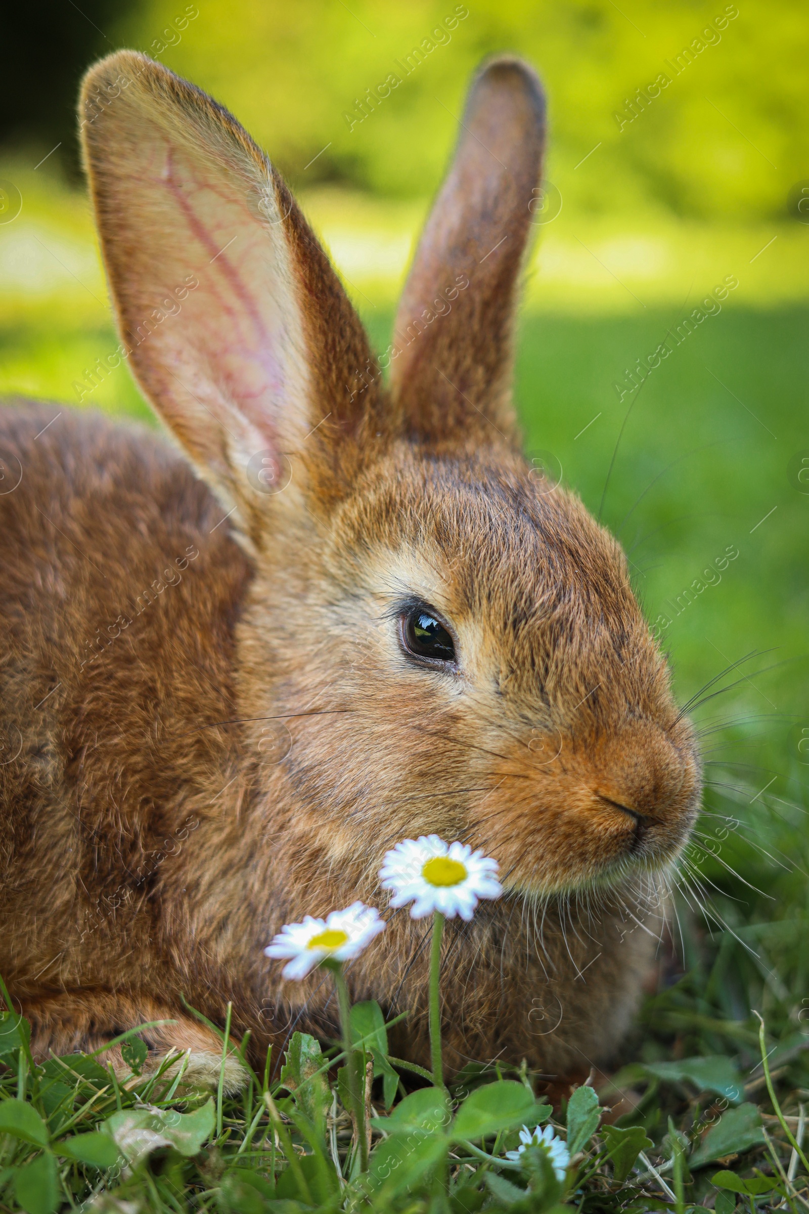 Photo of Cute fluffy rabbit on green grass in meadow