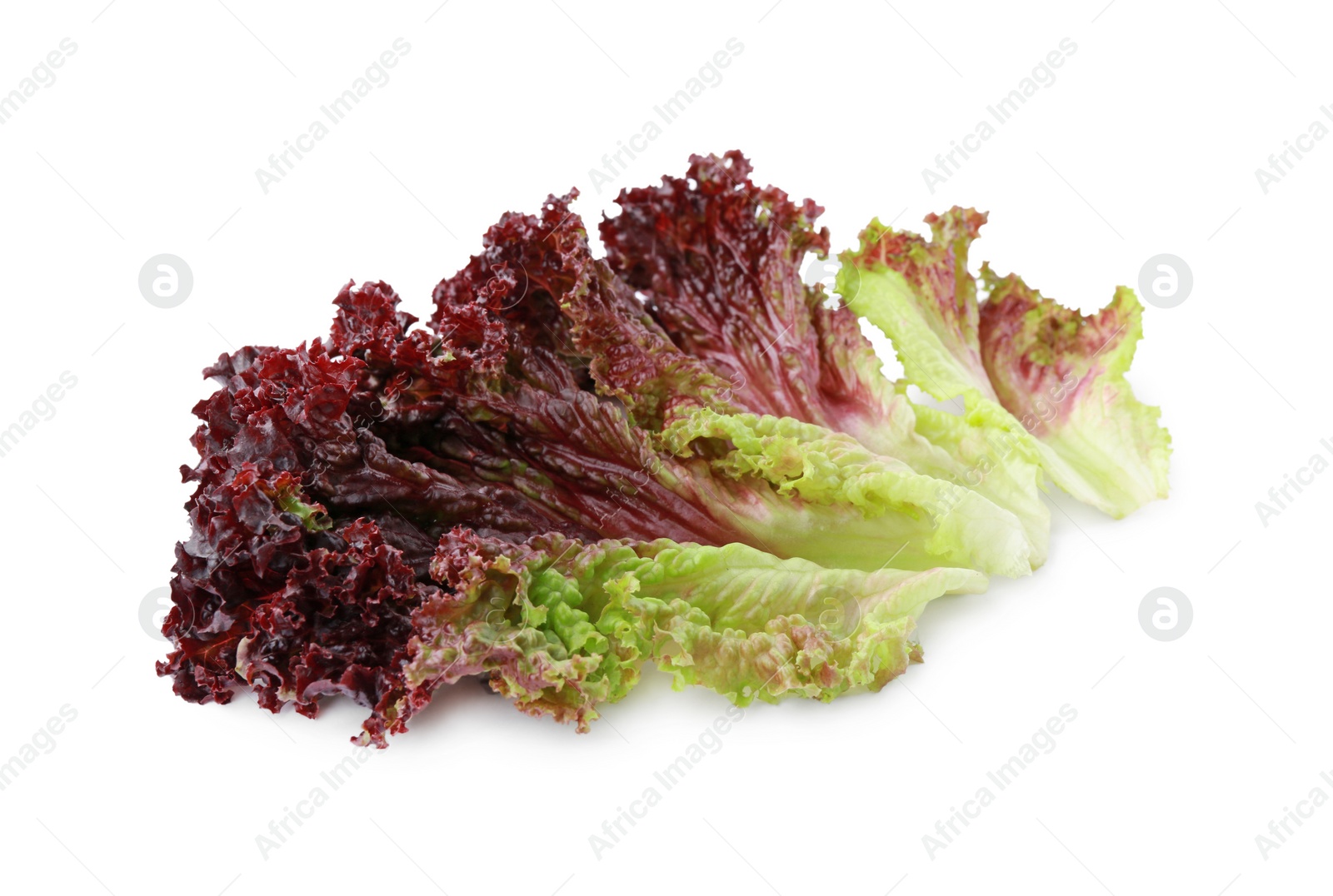 Photo of Leaves of fresh red coral lettuce isolated on white