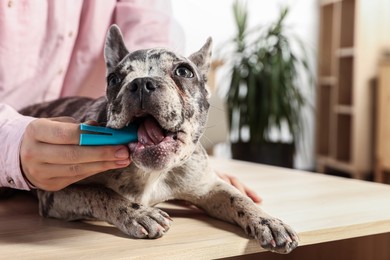 Photo of Woman brushing dog's teeth at table indoors, closeup