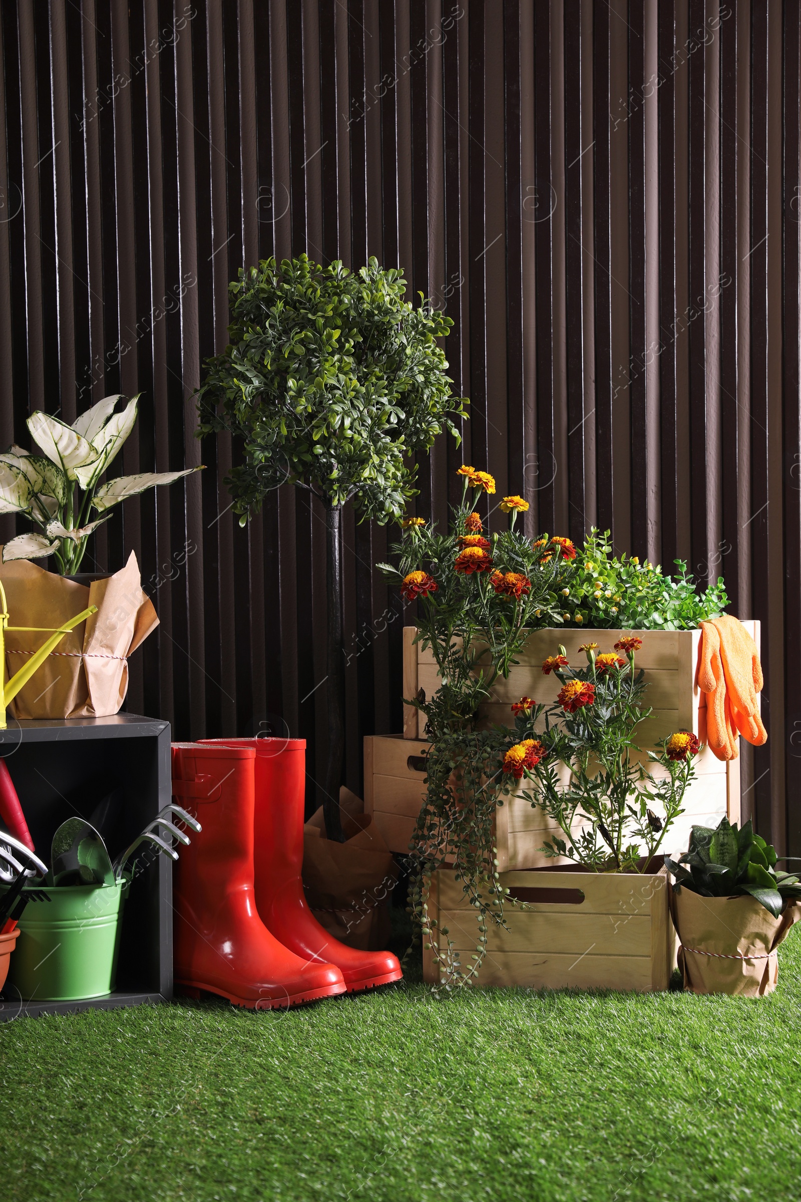 Photo of Beautiful plants, gardening tools and accessories on green grass near wood slat wall