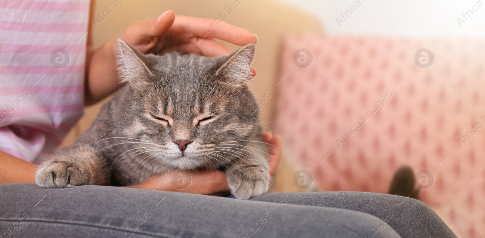 Image of Young woman with her cute gray tabby cat at home, banner design. Lovely pet