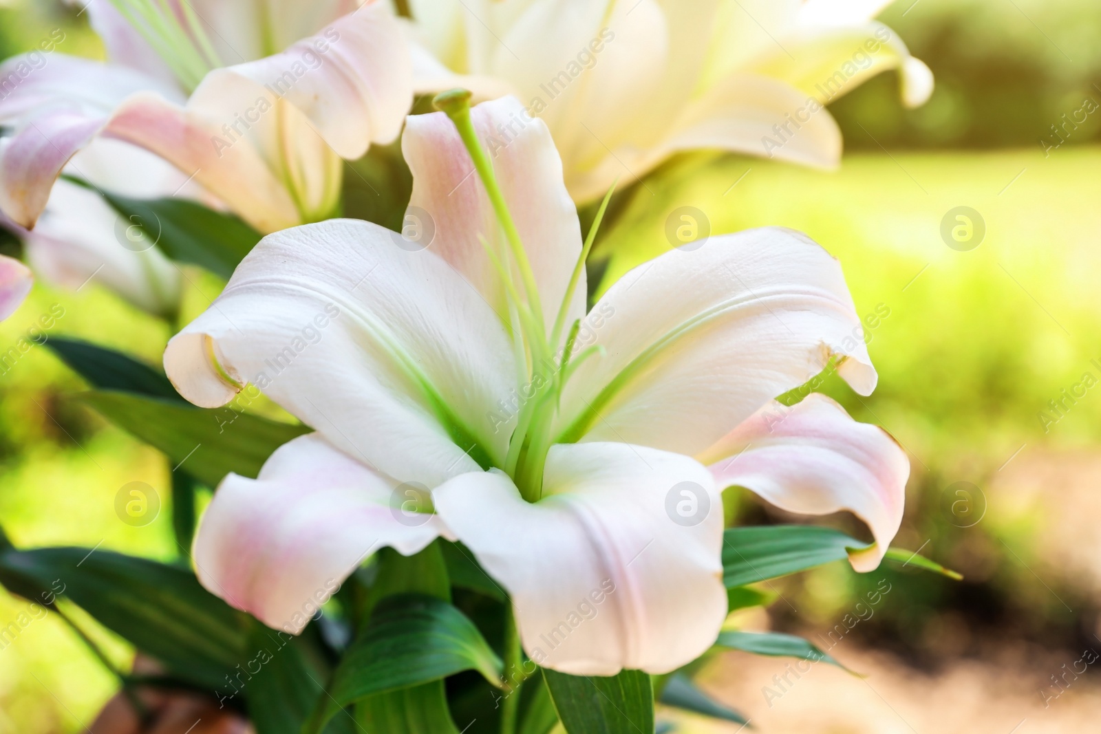 Photo of Beautiful blooming lily flowers in garden, closeup