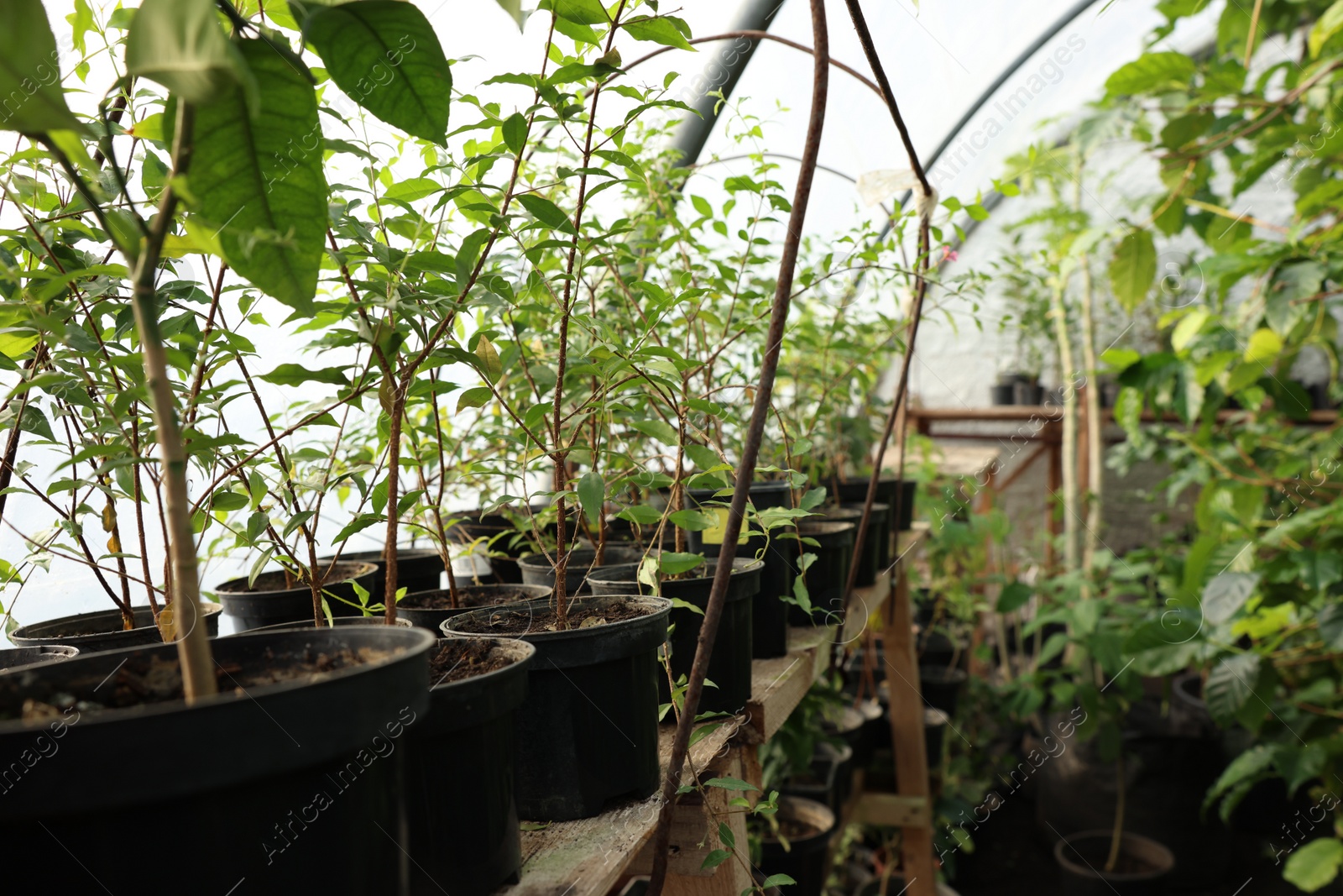 Photo of Many different beautiful potted plants in greenhouse, space for text