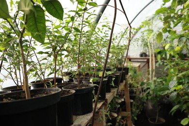 Photo of Many different beautiful potted plants in greenhouse, space for text