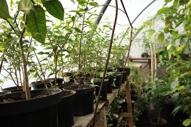 Many different beautiful potted plants in greenhouse, space for text