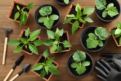 Different seedlings growing in plastic containers with soil, gardening tools and gloves on wooden table, flat lay