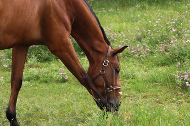 Photo of Beautiful horse grazing on green grass outdoors