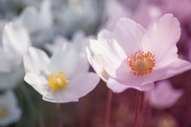 Photo of Beautiful blossoming Japanese anemone flowers outdoors on spring day