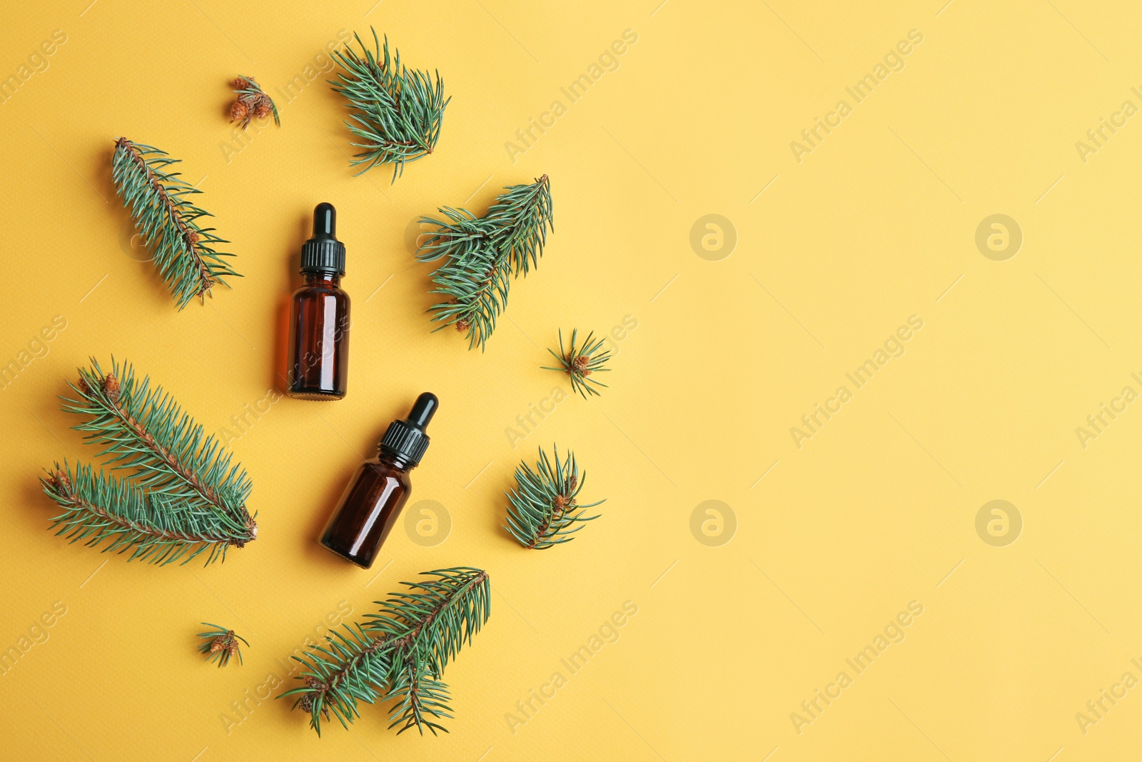 Photo of Little bottles with essential oils and pine branches on color background, flat lay. Space for text