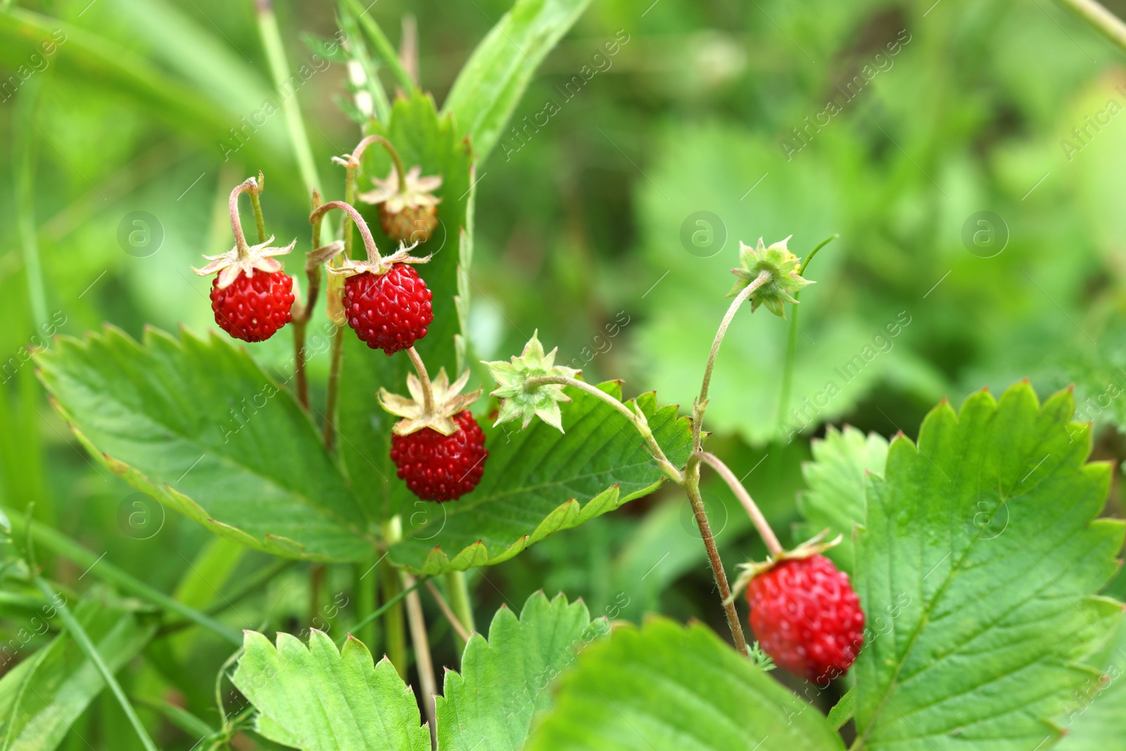 Photo of Small wild strawberries growing outdoors on summer day