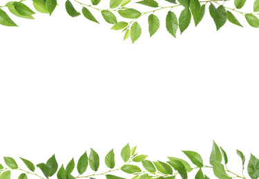 Frame of tree branches with green leaves isolated on white