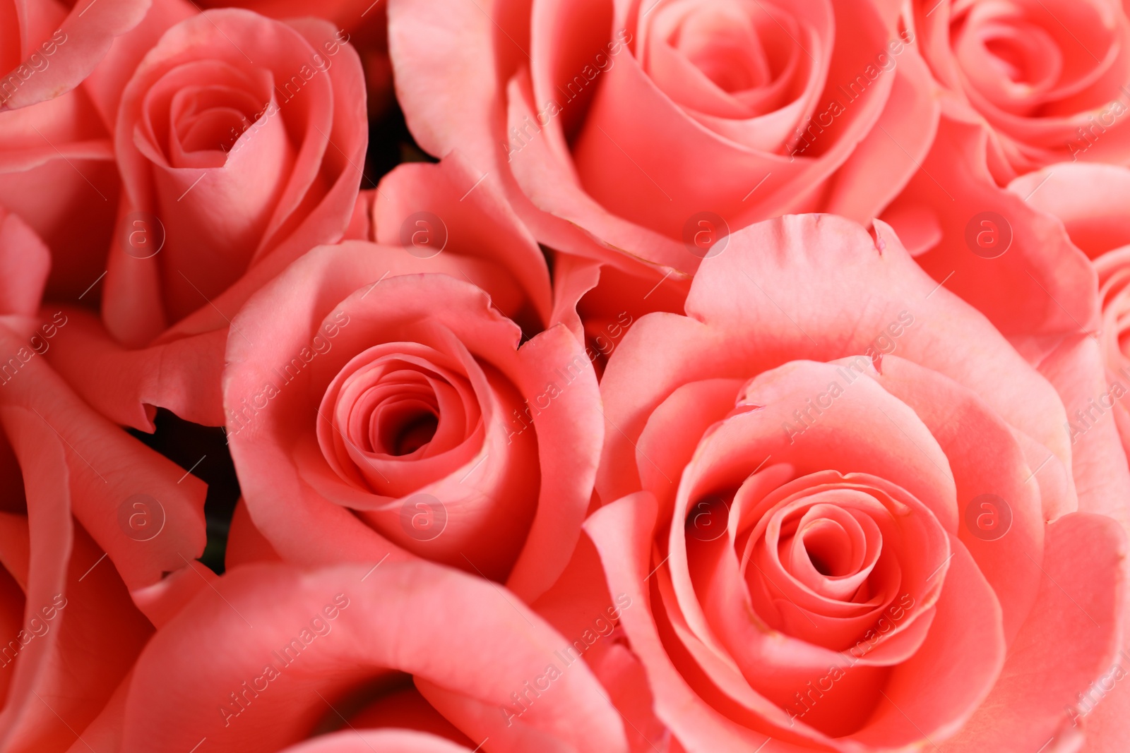 Photo of Beautiful roses as background