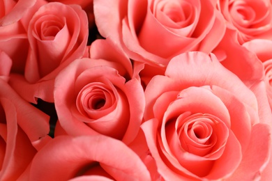 Photo of Beautiful roses as background