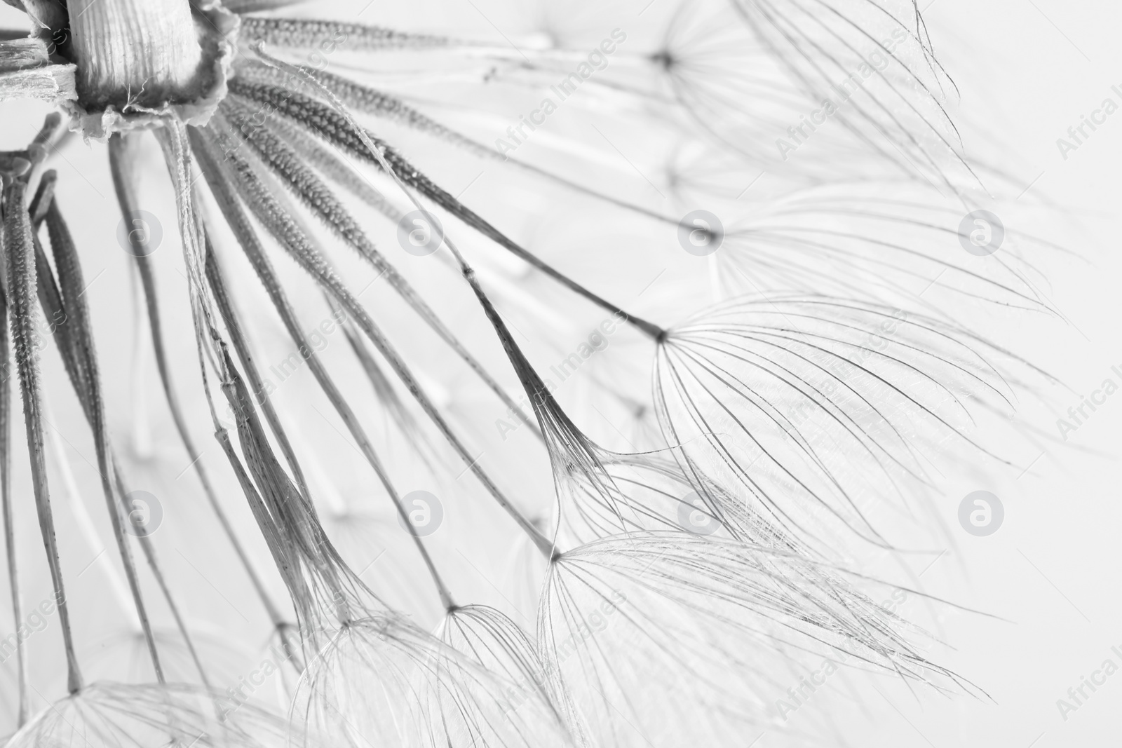 Photo of Dandelion seed head on grey background, close up. Black and white effect