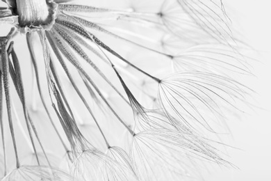 Dandelion seed head on grey background, close up. Black and white effect