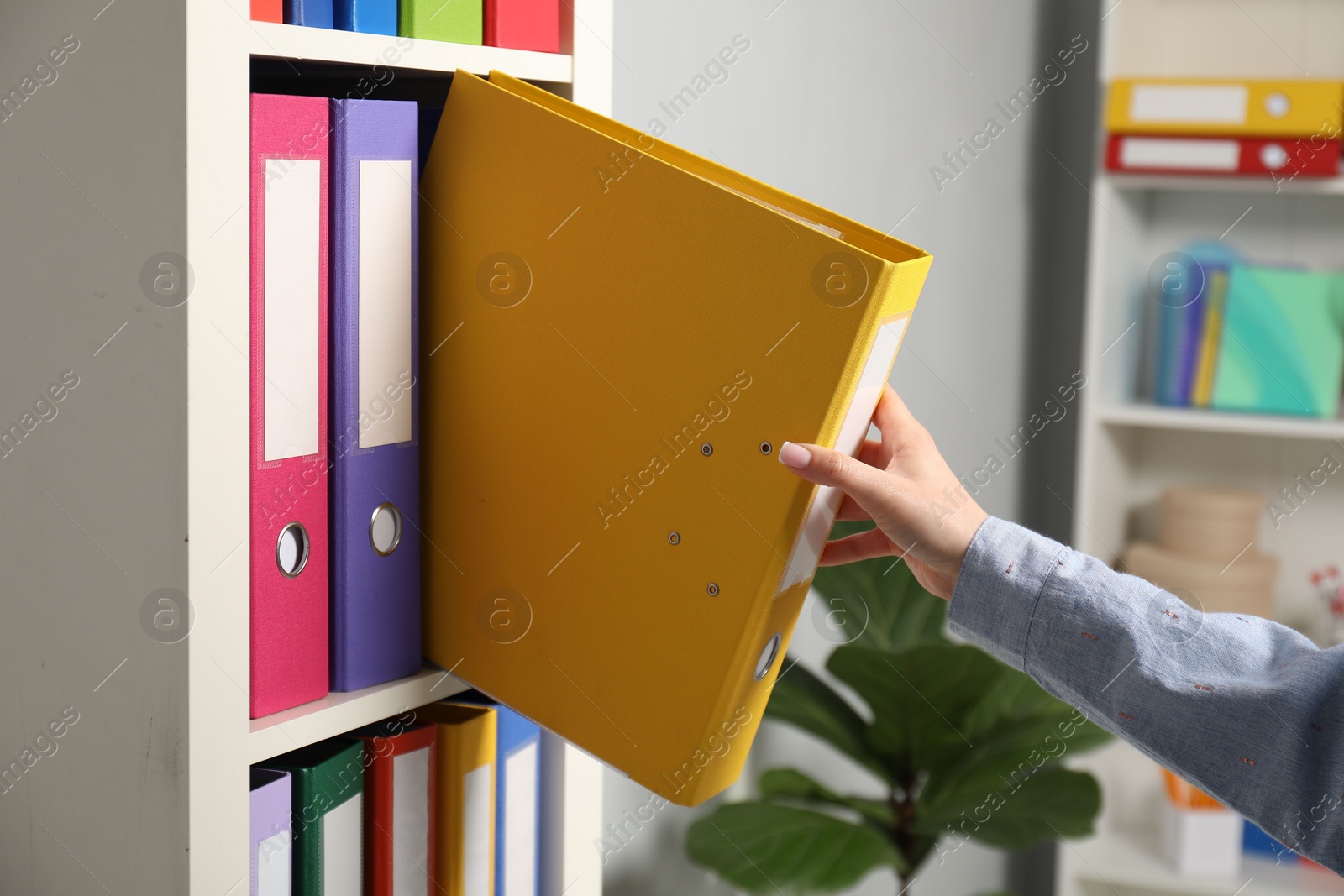 Photo of Woman taking binder office folder from shelving unit indoors, closeup