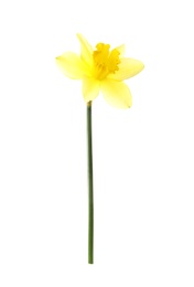 Photo of Beautiful daffodil on white background. Fresh spring flower