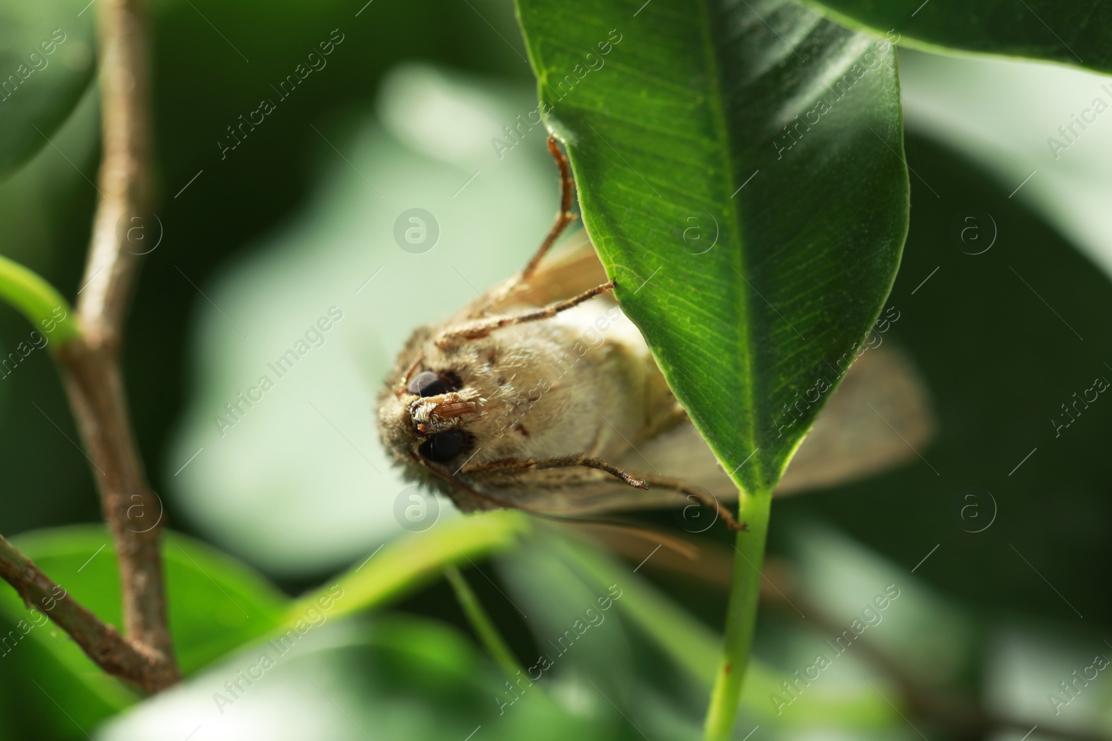 Photo of Paradrina clavipalpis moth on green leaf outdoors