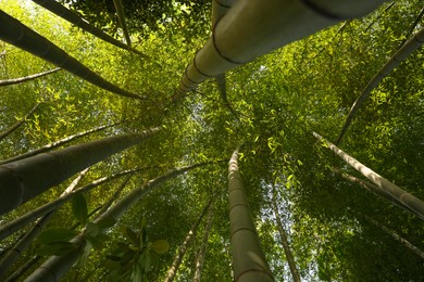 Photo of Beautiful forest of green bamboo, bottom view