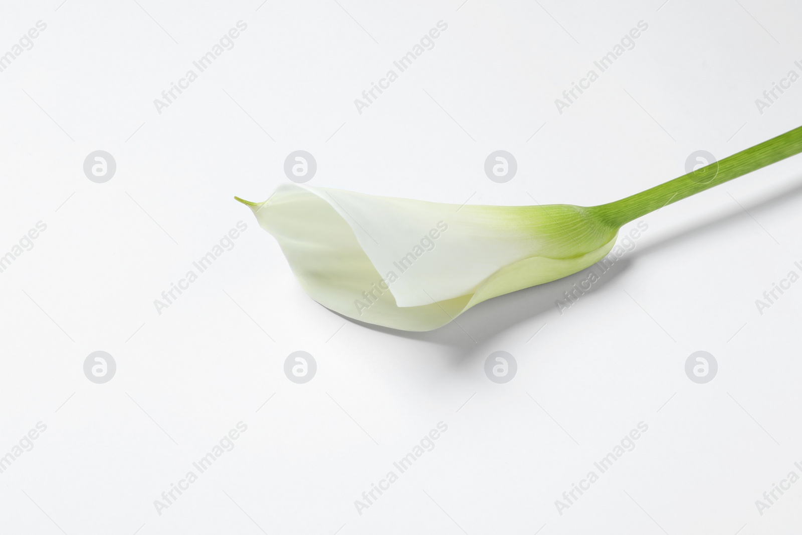 Photo of Beautiful calla lily flower on white background