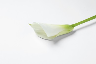 Photo of Beautiful calla lily flower on white background