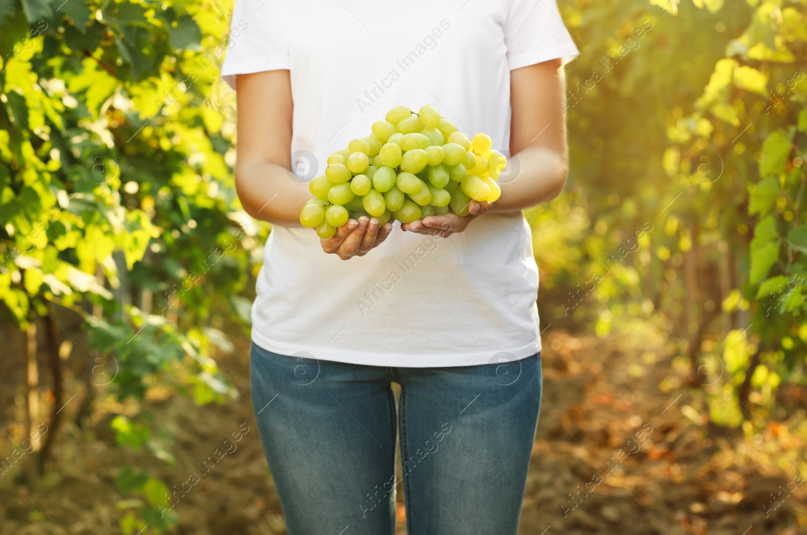 Photo of Woman holding bunch of fresh ripe juicy grapes in vineyard, closeup