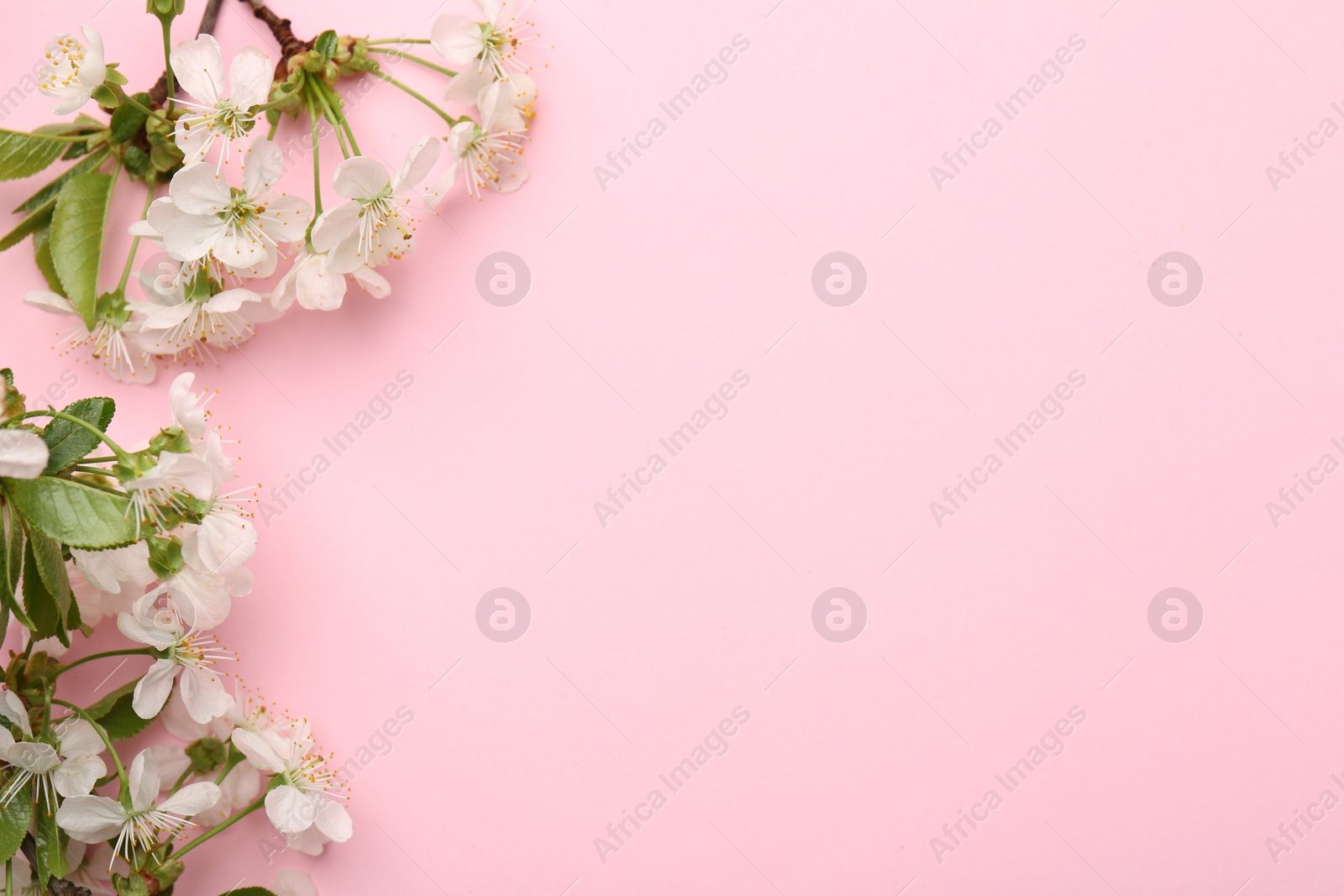 Photo of Spring tree blossoms on pink background, flat lay. Space for text