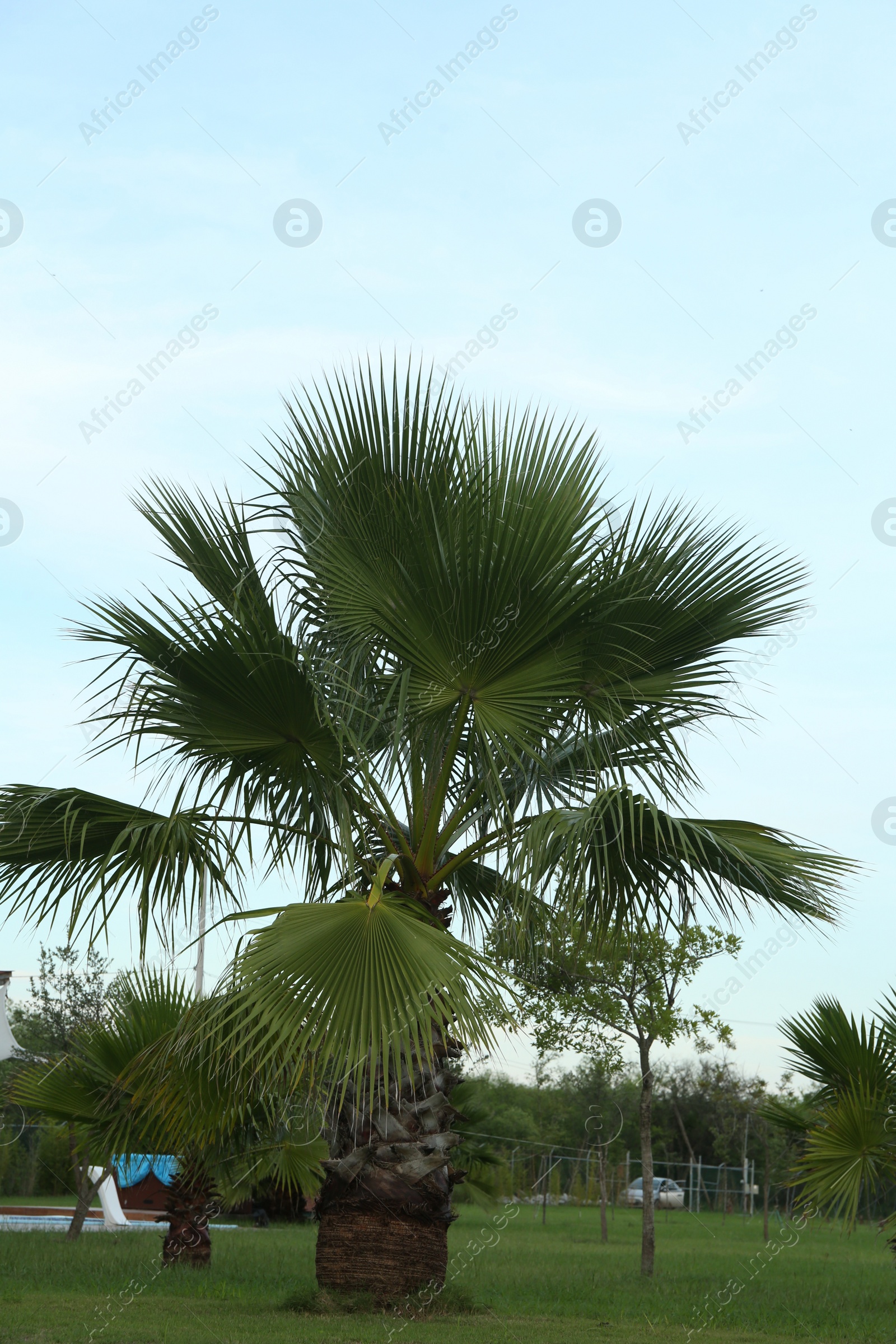 Photo of Beautiful view of palm tree against blue sky. Tropical plant