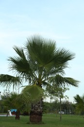 Photo of Beautiful view of palm tree against blue sky. Tropical plant