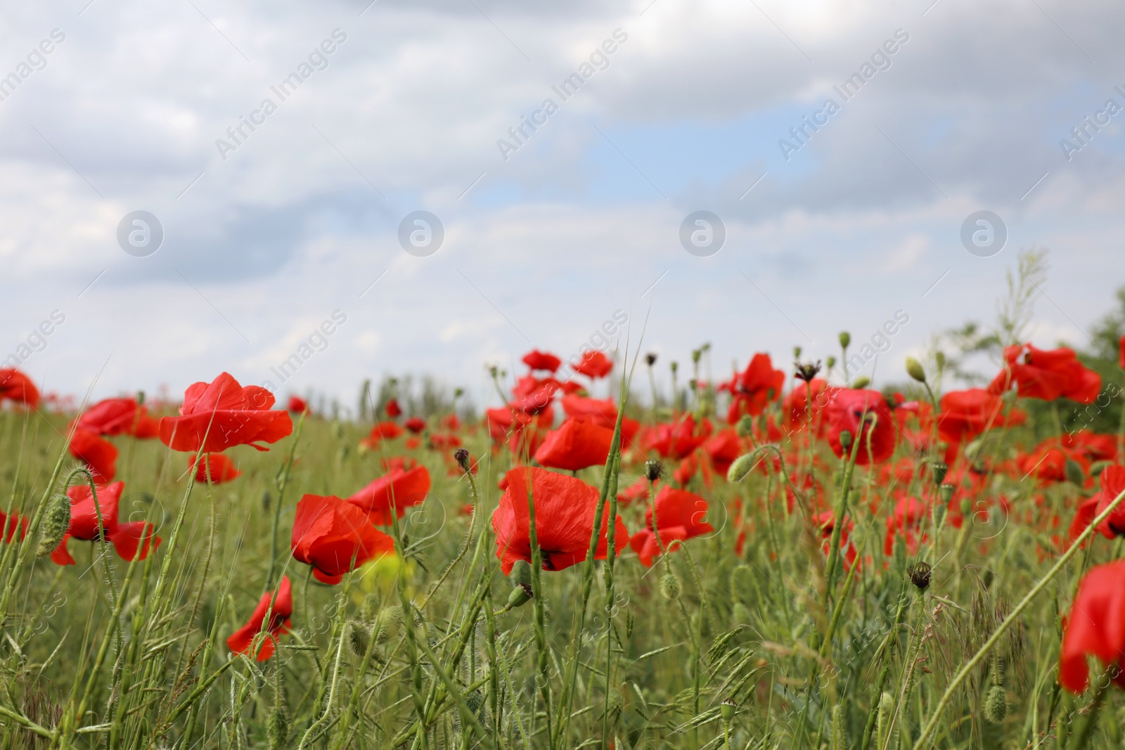 Photo of Beautiful red poppy flowers growing in field