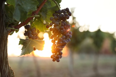 Photo of Bunch of ripe juicy grapes on branch in vineyard