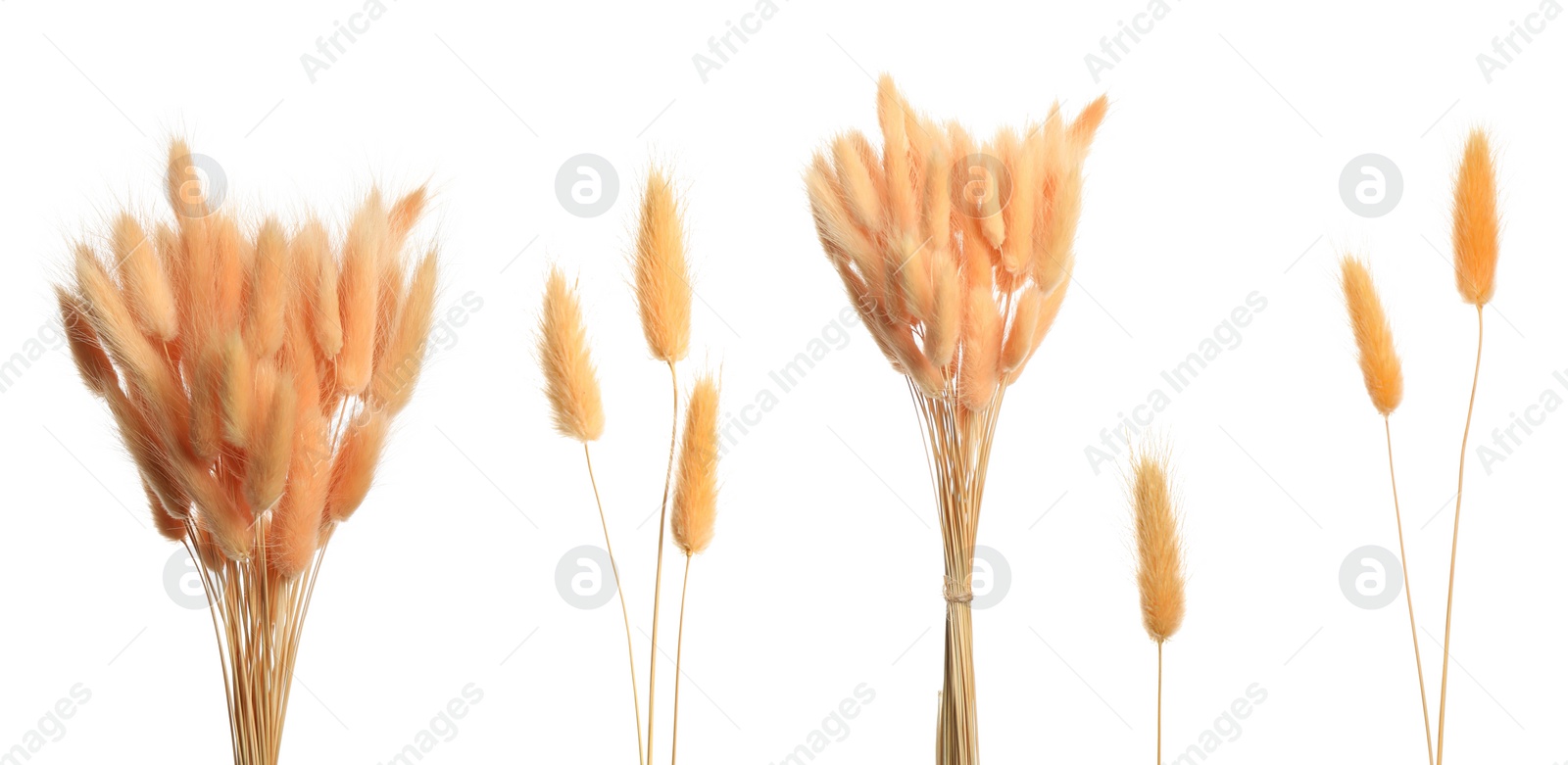 Image of Set with beautiful decorative dry flowers on white background