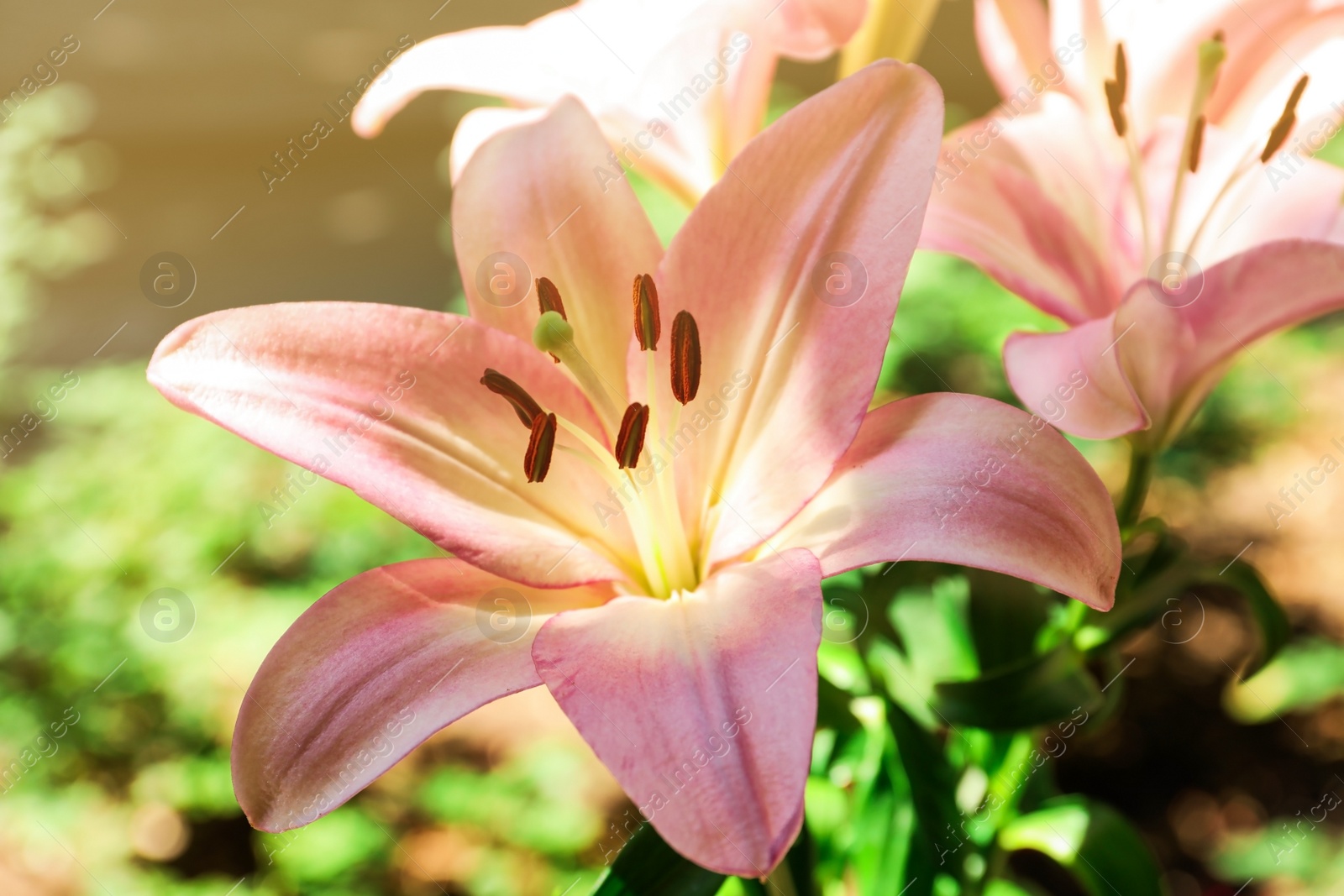 Photo of Beautiful blooming lily flowers in garden, closeup